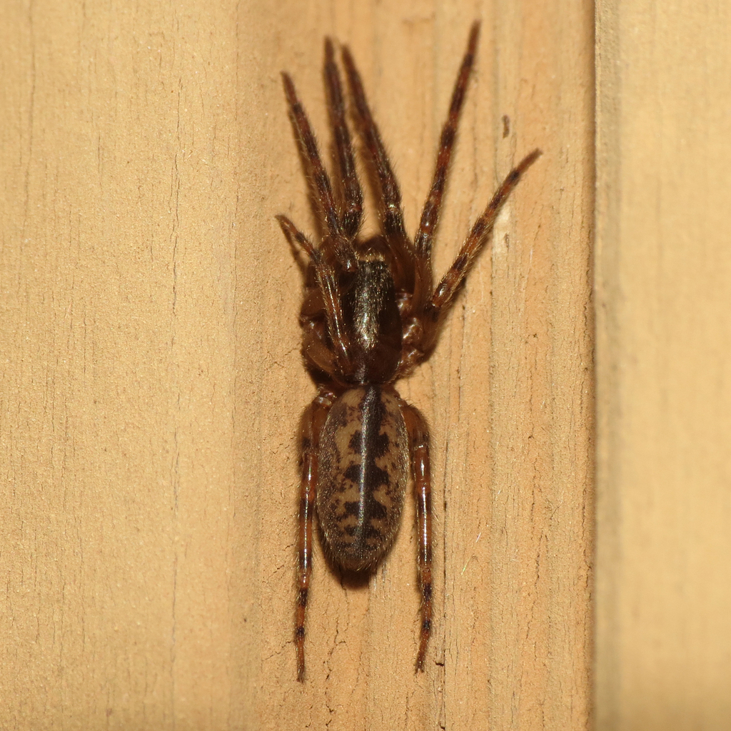 Segestria pacifica