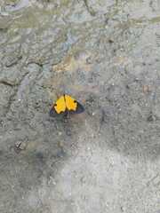 Xanthyris flaveolata