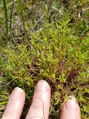 Trichostema brachiatum