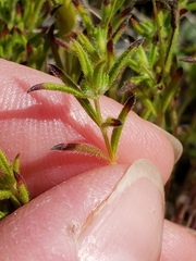Trichostema brachiatum