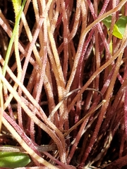 Trichostema brachiatum
