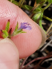 Trichostema brachiatum