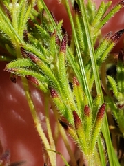 Trichostema brachiatum