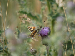 Hesperia assiniboia