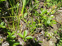 Carex bullata