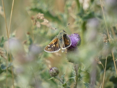 Hesperia assiniboia