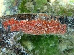Clathria echinata