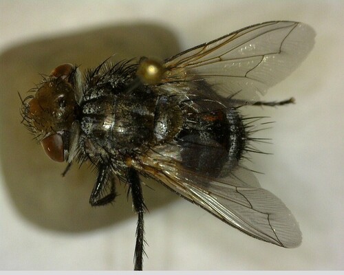 iNaturalist observation photo of Tachinid Flies