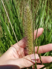 Cenchrus alopecuroides