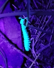 Stenodesmus tuobitus