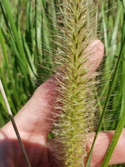 Cenchrus alopecuroides