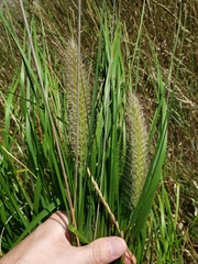 Cenchrus alopecuroides