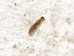 Scaphoideus titanus
