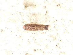 Scaphoideus titanus