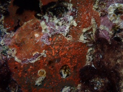 Mycale microsigmatosa
