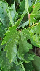 Colomerus vitis