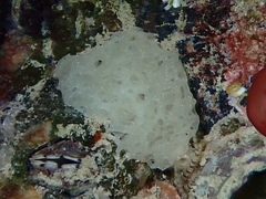Clathrina coriacea