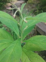 Oclemena acuminata image