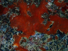 Spirastrella hartmani