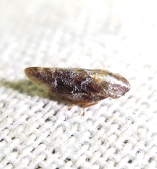 Aphrophora saratogensis