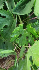 Colomerus vitis