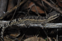Hemidactylus brasilianus