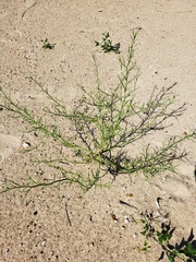 Corispermum americanum