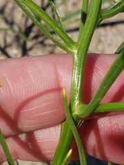 Corispermum americanum