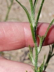 Corispermum americanum