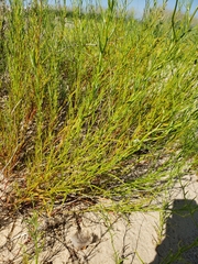 Corispermum americanum