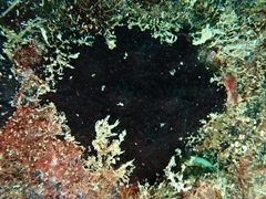 Chelonaplysilla americana