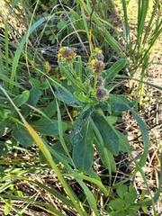 Senecio pseudoarnica