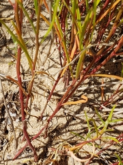 Corispermum americanum