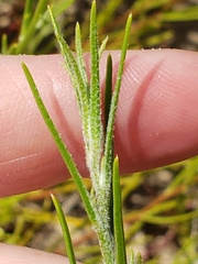 Corispermum americanum