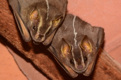White-Lined Broad-Nosed Bat photo 2