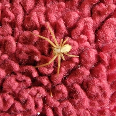 Araneae