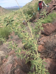 Horsfordia newberryi
