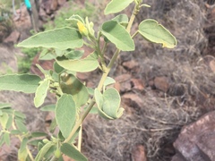 Horsfordia newberryi