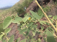 Horsfordia newberryi