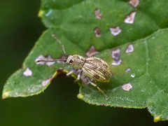 Calomycterus