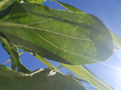 Senecio pseudoarnica