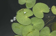 Nymphoides aquatica