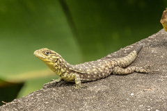 Stenocercus crassicaudatus