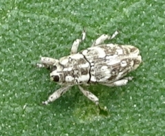 Conoderinae