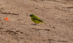 Crithagra hyposticta