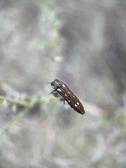 Agrilus walsinghami