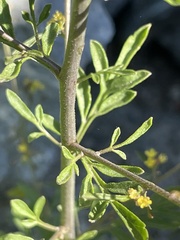 Descurainieae