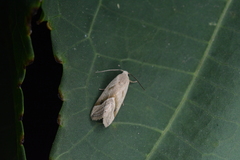 Micrathetis tecnion