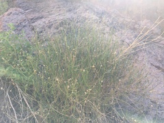 Baccharis brachyphylla