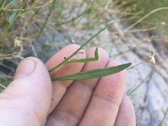 Baccharis brachyphylla